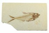 Fossil Fish (Diplomystus) - Wyoming #240395-1